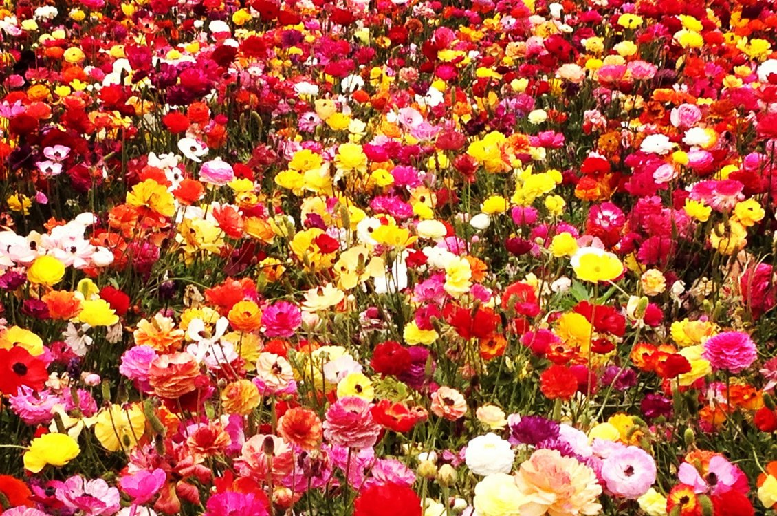 Download Wallpaper A field with colorful flowers