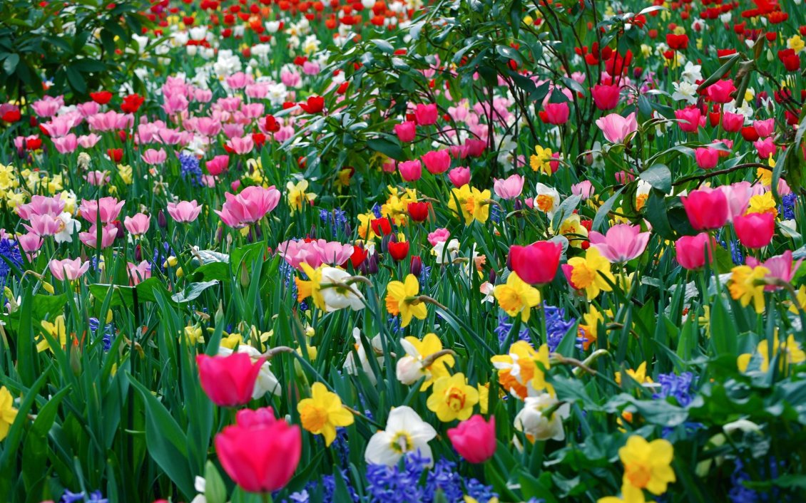 Download Wallpaper A field with pink tulips and white and yellow daffodils