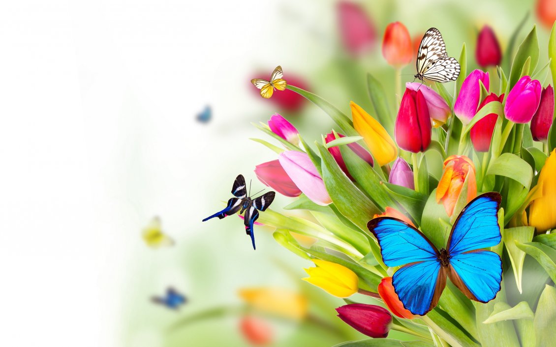 Download Wallpaper Different butterflies on a bouquet of tulips