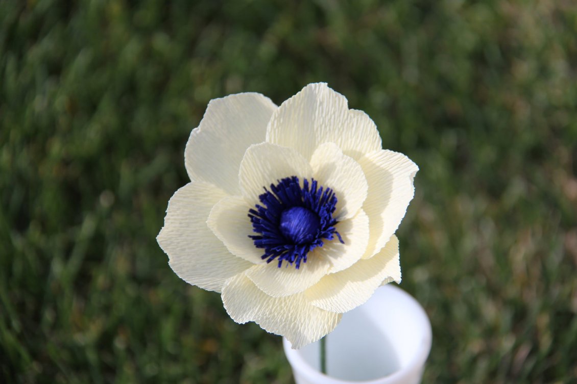 Download Wallpaper Beautiful white flower with blue center in a glass