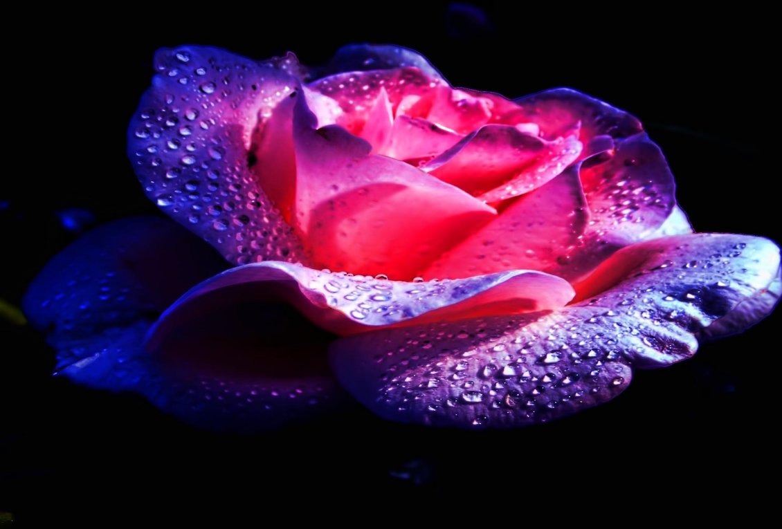 Download Wallpaper Purple and pink rose with water drops on a black background