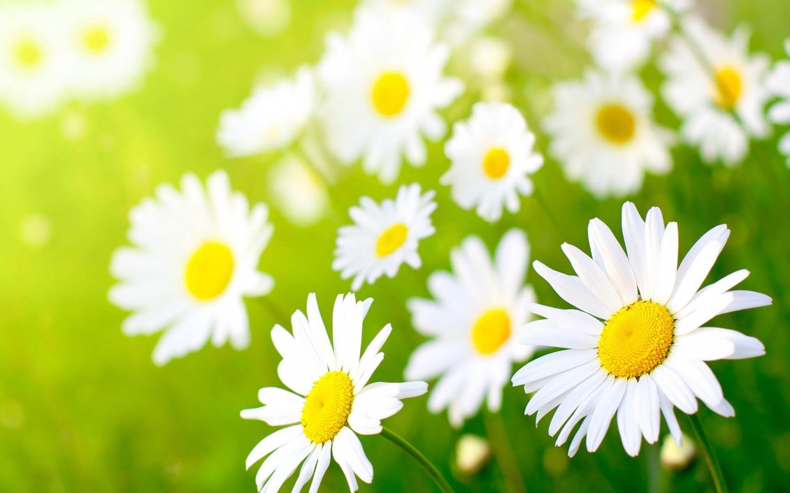 Download Wallpaper White daisies - Beautiful clean flowers in the grass