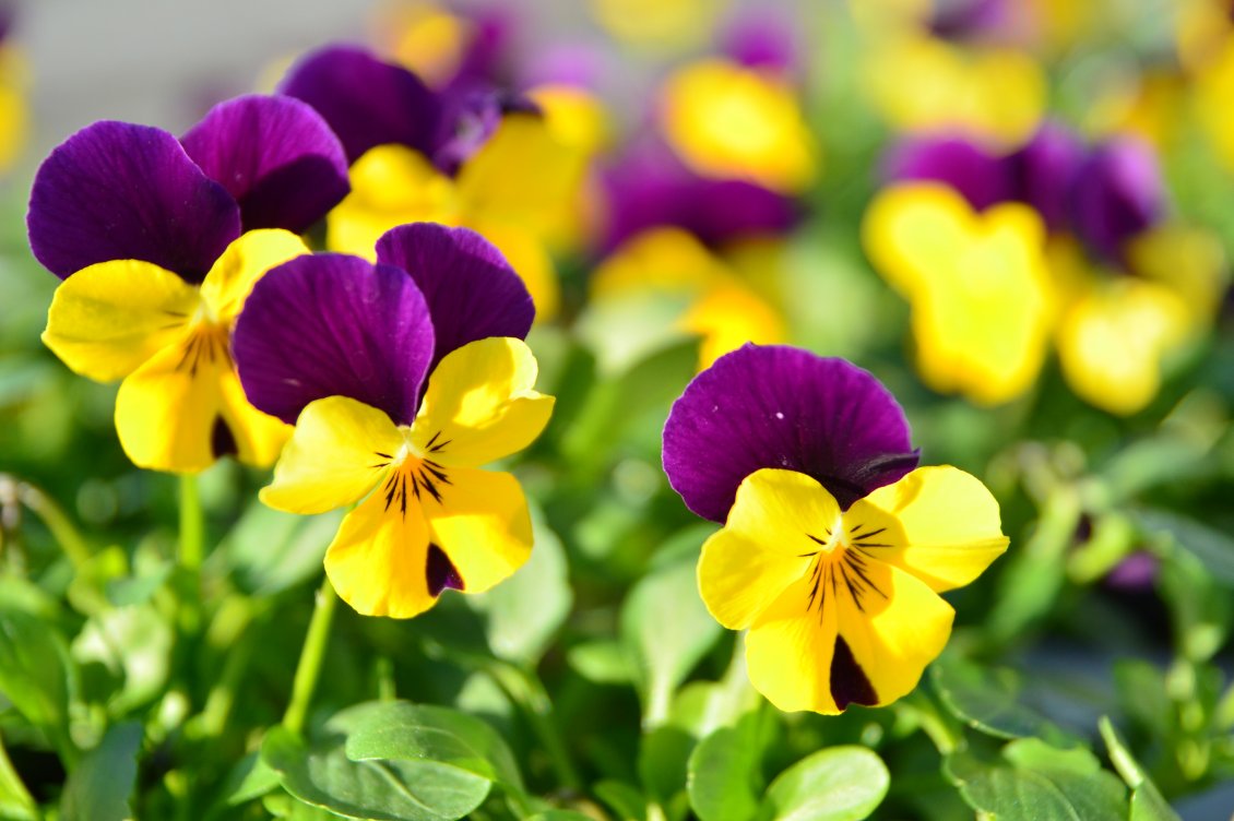 Download Wallpaper Yellow and purple pansies in the garden