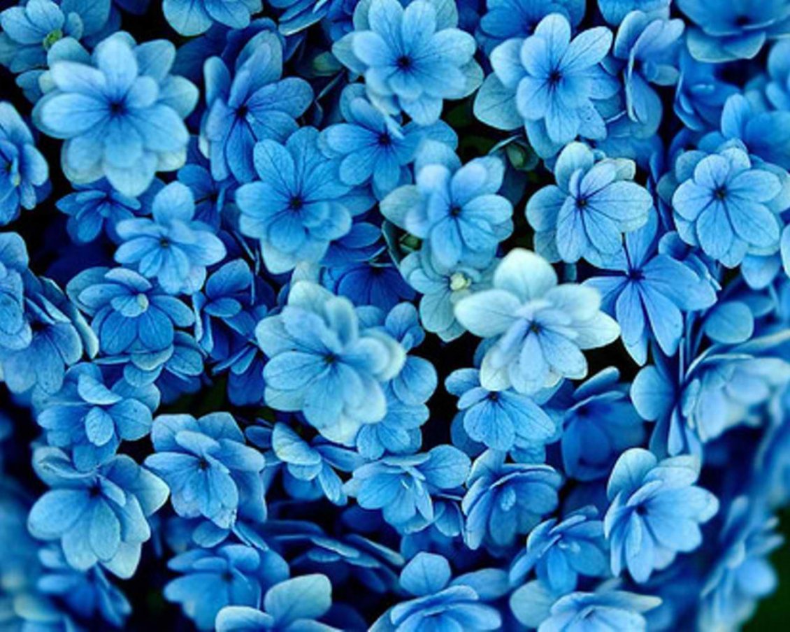 Download Wallpaper Many blue flowers - Beautiful wallpaper