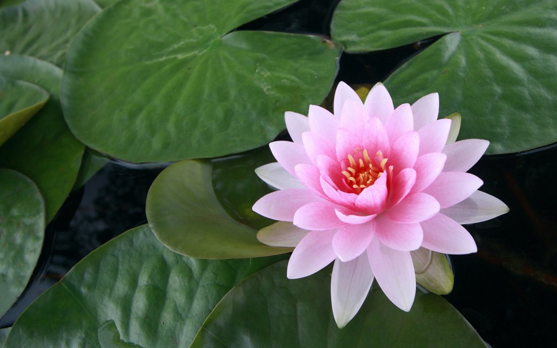 Download Wallpaper Pink lotus on the water - Water flower