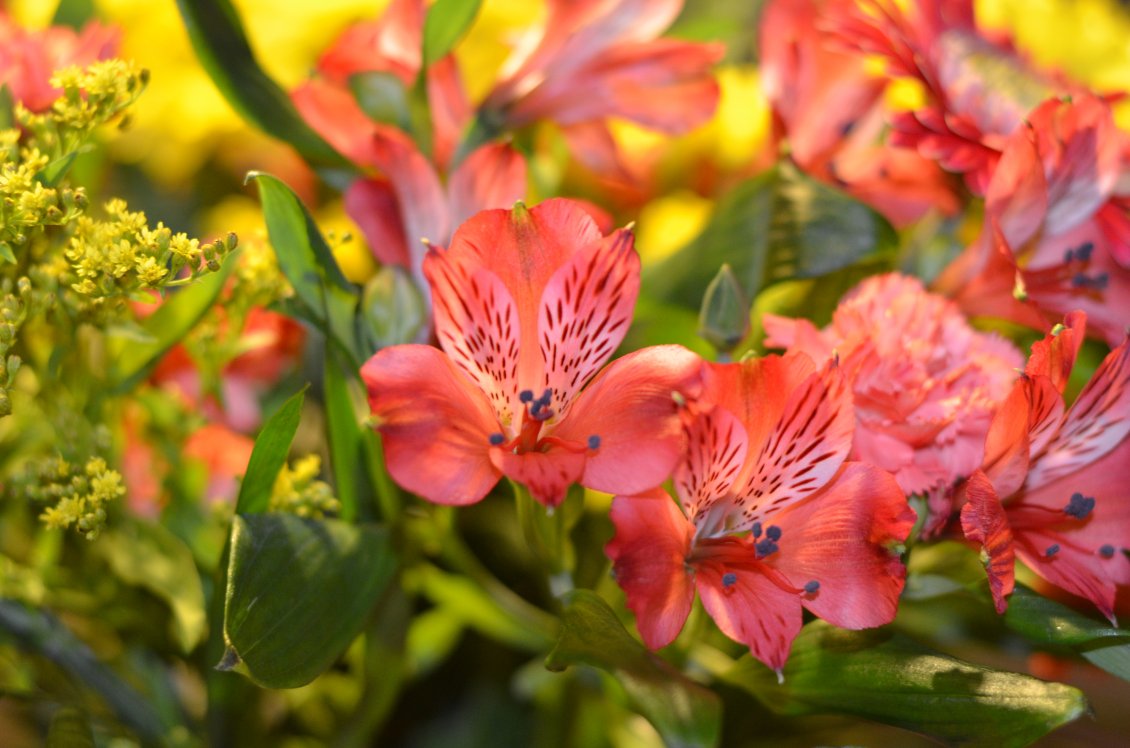 Download Wallpaper Many blooming orange lilies in the garden