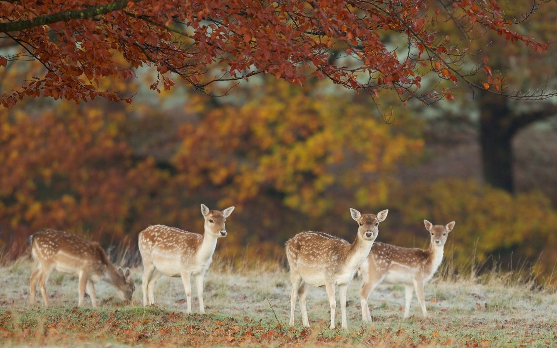 Download Wallpaper Four deers in the dry forest - Autumn day