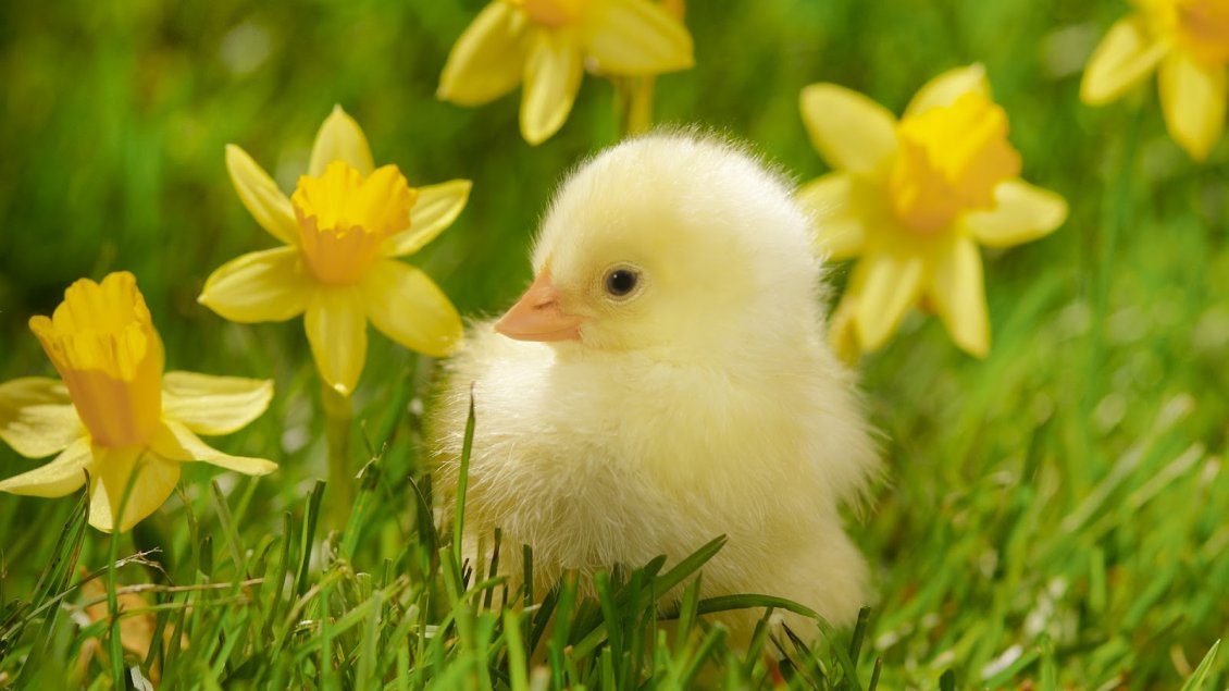 Download Wallpaper Yellow chicken between yellow daffodils in the grass