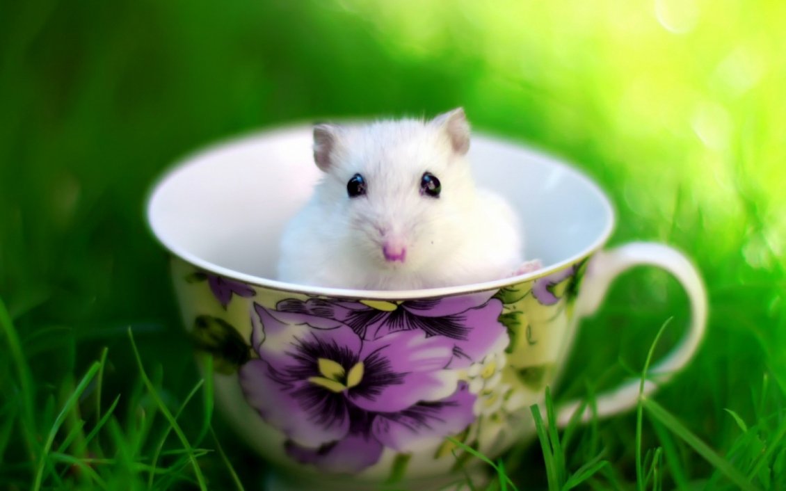 Download Wallpaper White hamster in a coffee cup in the grass