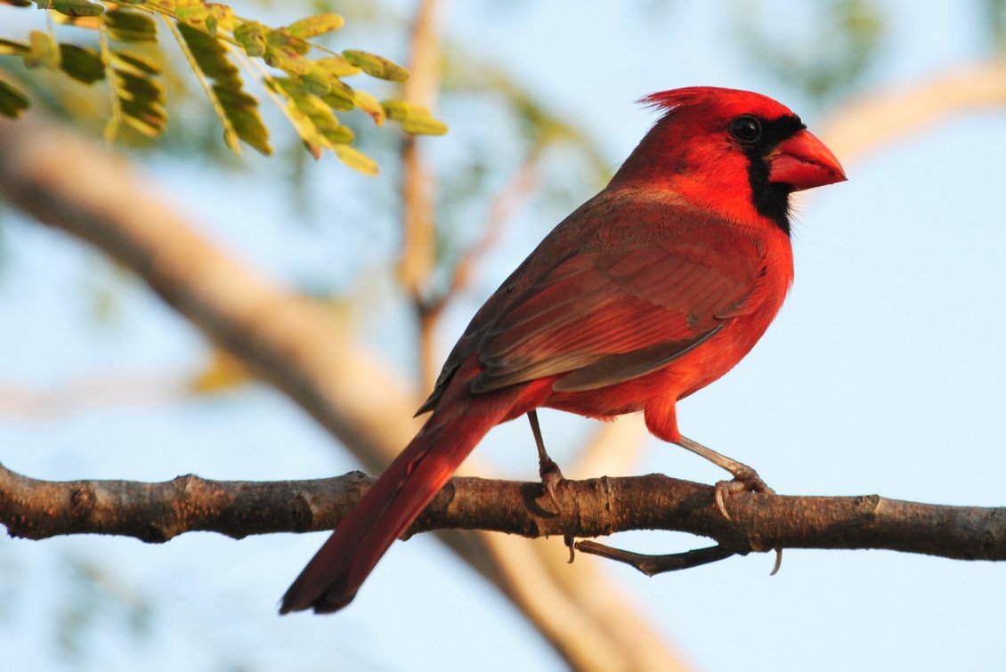 Download Wallpaper A beautiful red bird on a branch - Bird Conservation