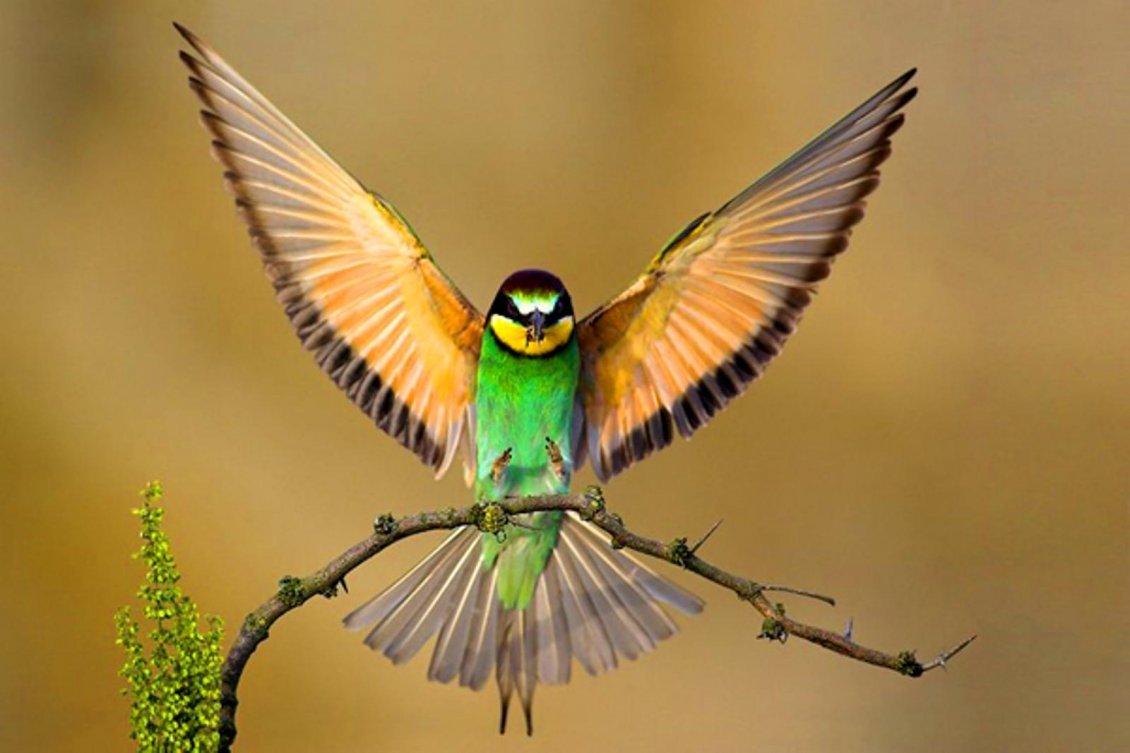 Download Wallpaper A green bird with open wings