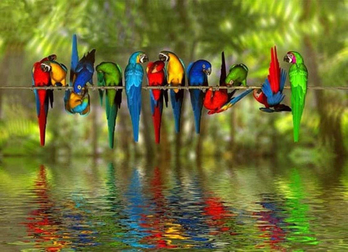 Download Wallpaper Many colored birds over the water - Reflections colors