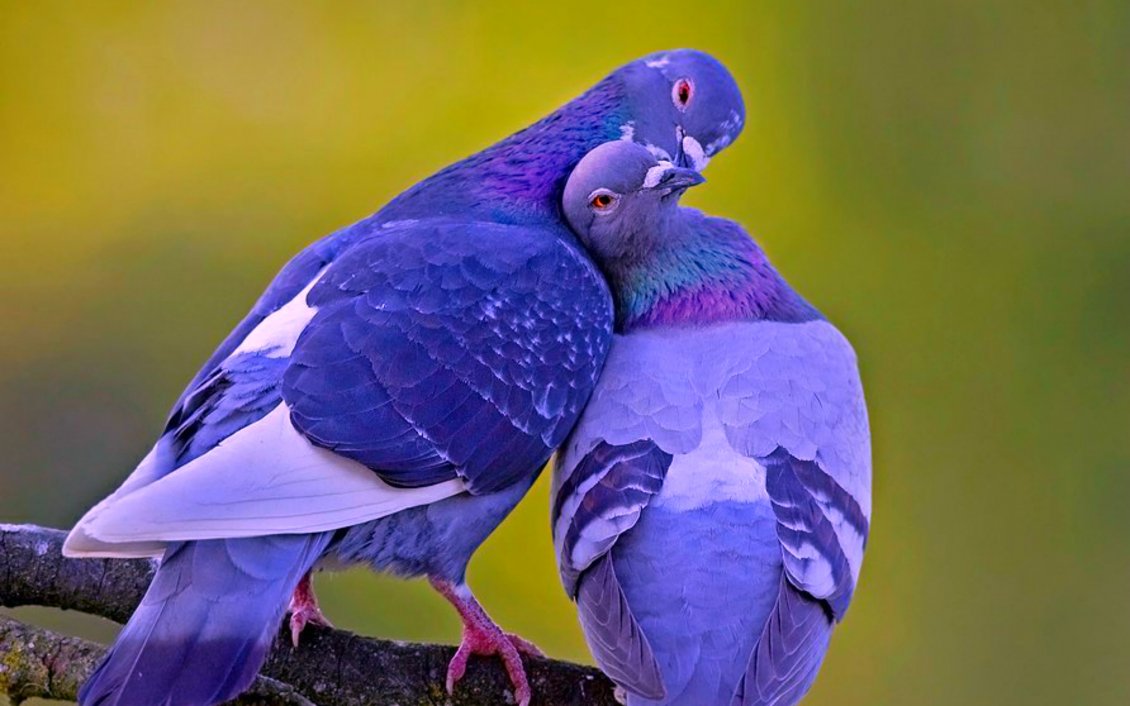 Download Wallpaper Two pigeons on a branch - Love between pigeons