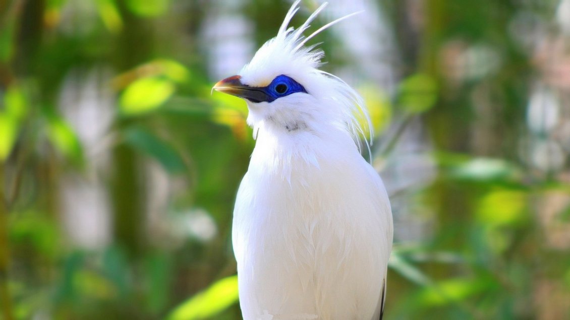 Download Wallpaper A white bird with blue around the eyes