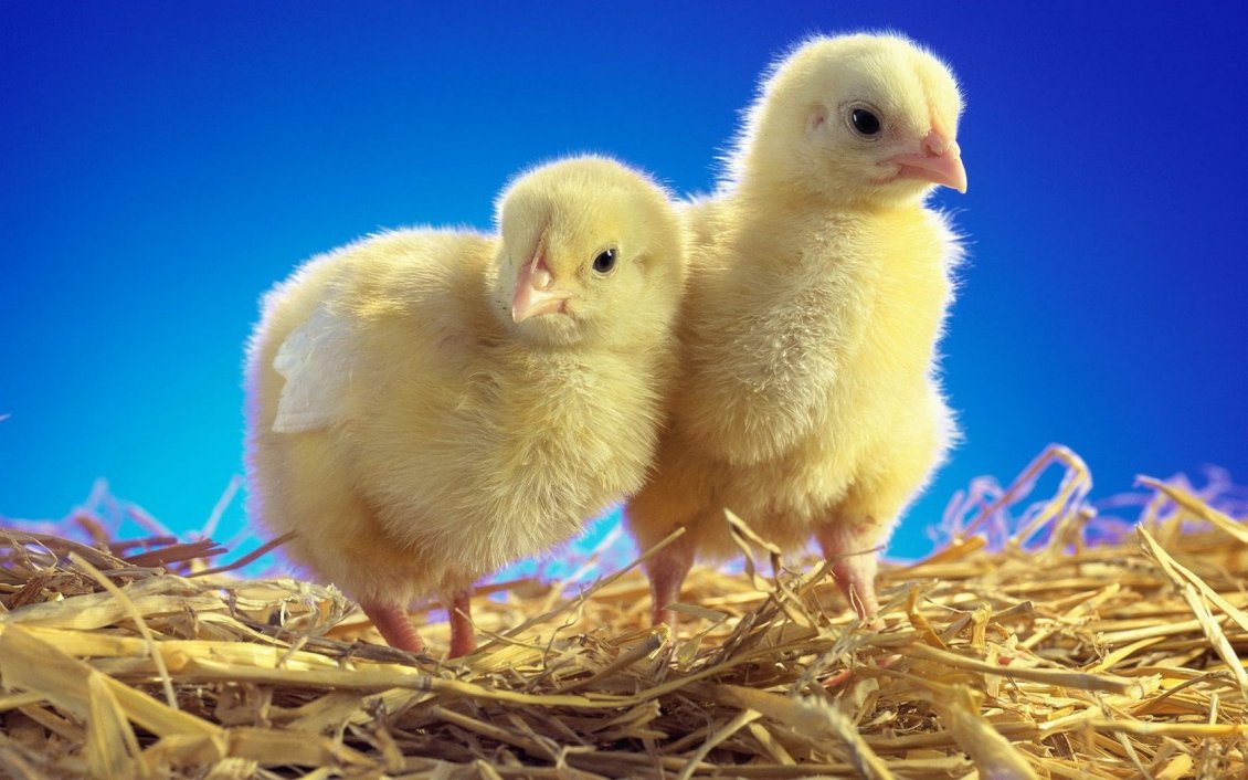 Download Wallpaper Two sweet yellow chicken on the dry grass