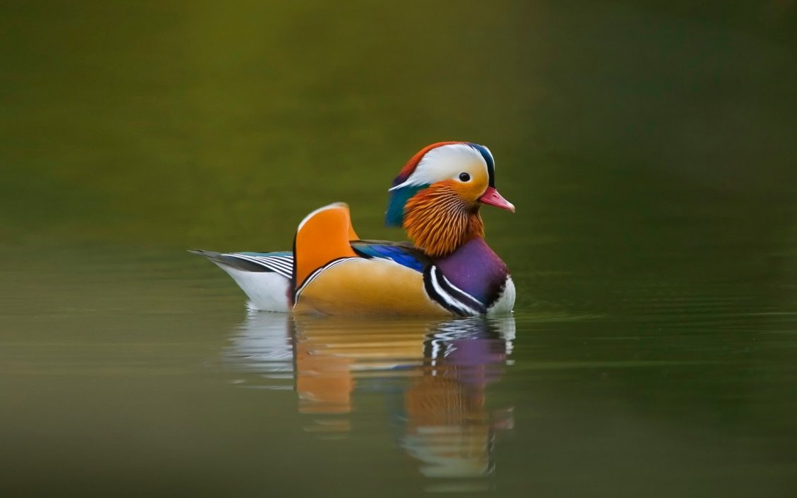 Download Wallpaper An awesome colored duck on the lake