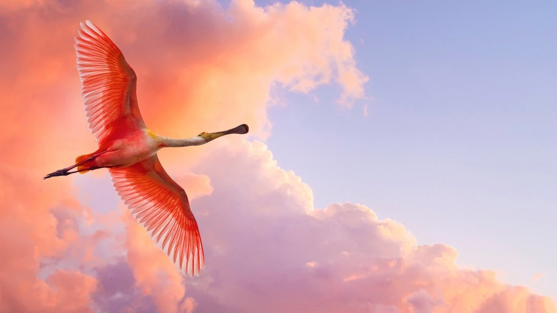 Download Wallpaper A red bird flying on the sky with red clouds