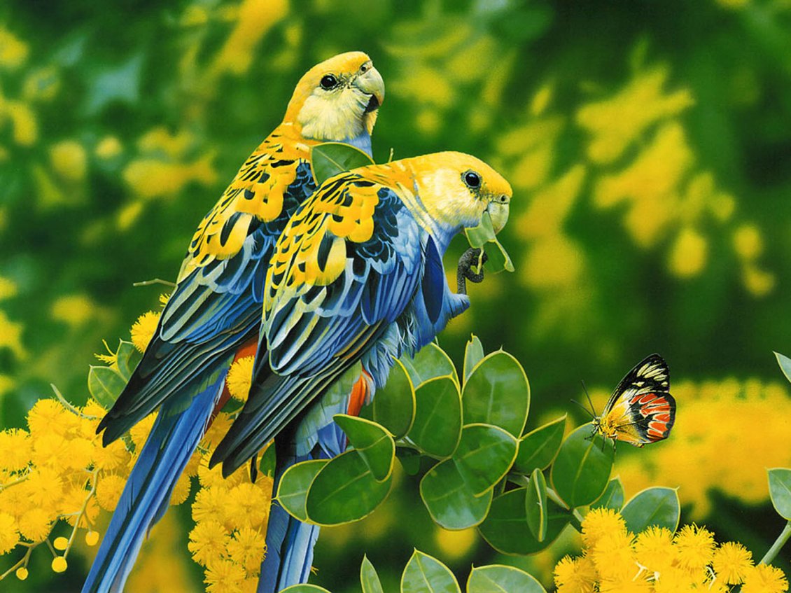 Download Wallpaper Two blue and yellow birds and a butterfly on the leaves