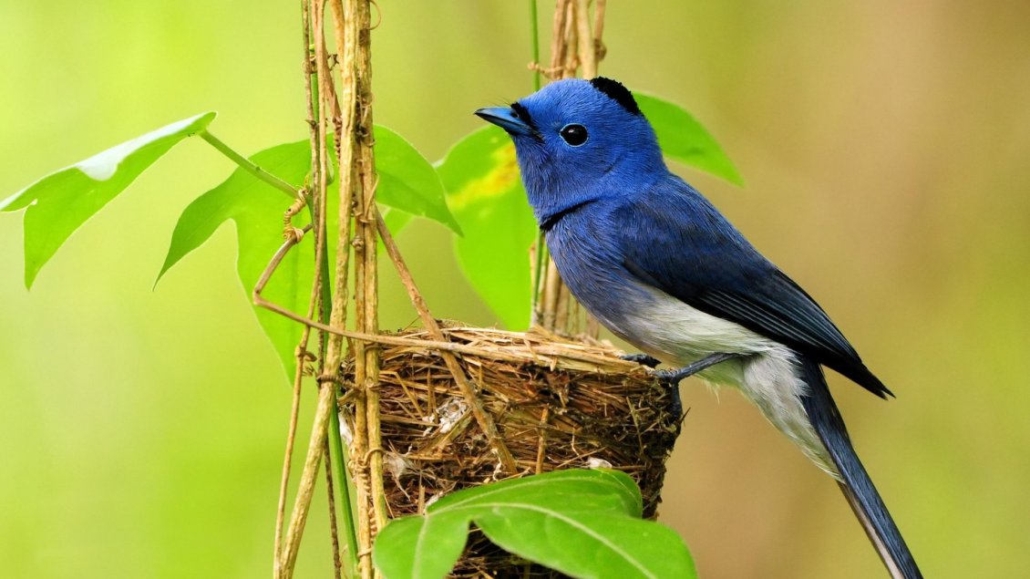Download Wallpaper Blue and white bird on the nest