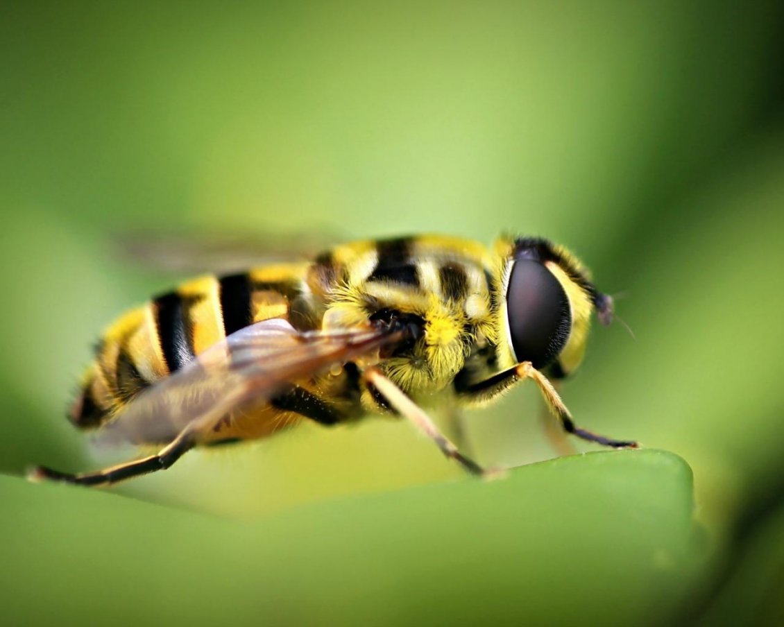 Download Wallpaper A striped yellow and black insect