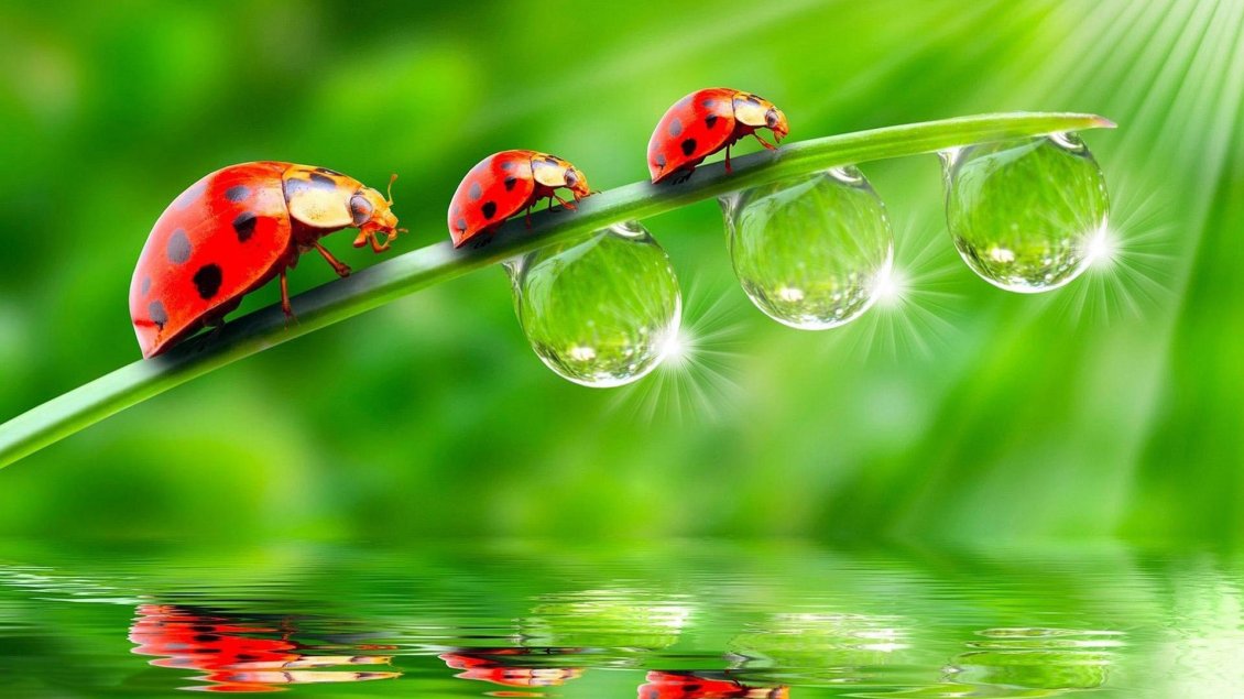 Download Wallpaper Three red ladybugs climb on a leaf