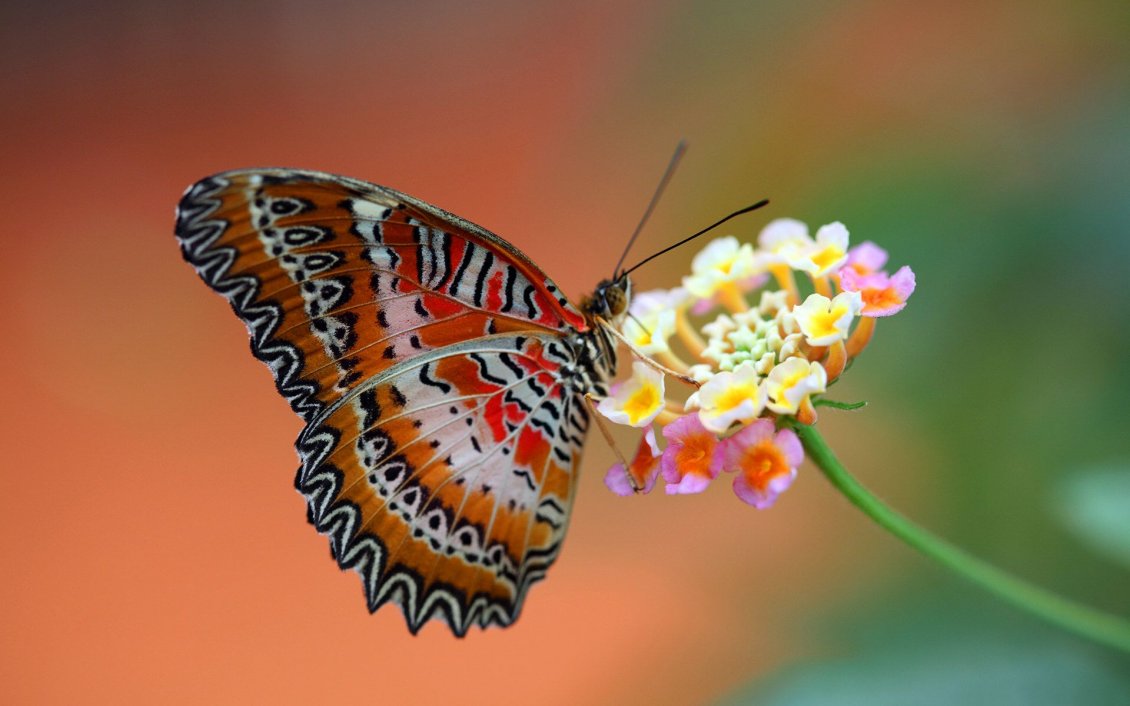 Download Wallpaper Splendid colored and striped butterfly on a flower