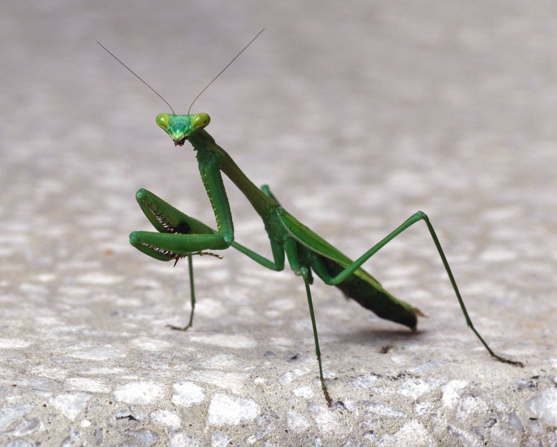 Download Wallpaper Green praying mantis on the sidewalk
