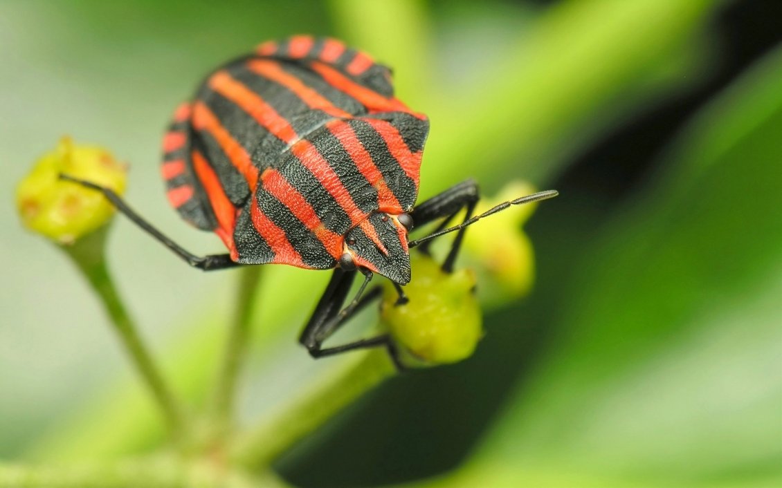 Download Wallpaper Insect with orange and black striped