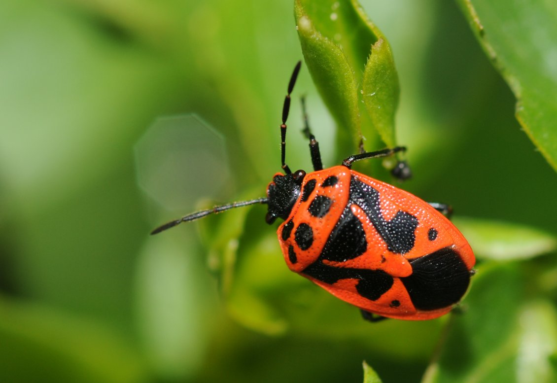 Download Wallpaper Orange insect with black dots on leaves