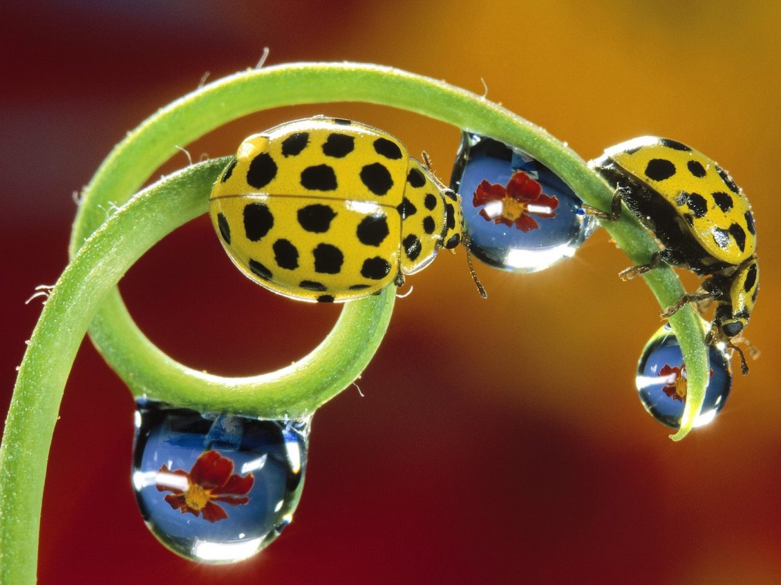 Download Wallpaper Yellow ladybugs with many black dots - Artistic image