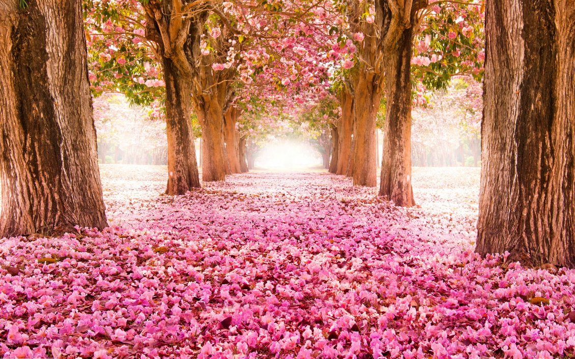 Download Wallpaper Blooming trees and many pink flowers