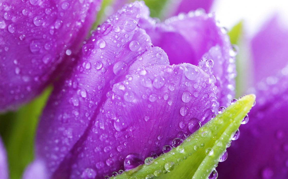 Download Wallpaper Purple tulips with water drops - Spring flowers