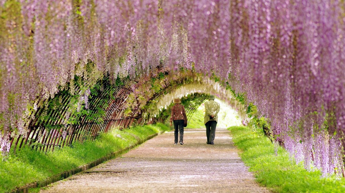 Download Wallpaper A beautiful tunnel of spring flowers