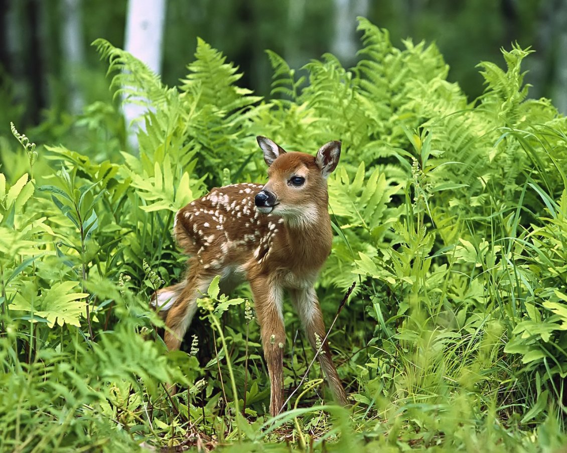 Download Wallpaper A sweet baby deer in the grass in forest