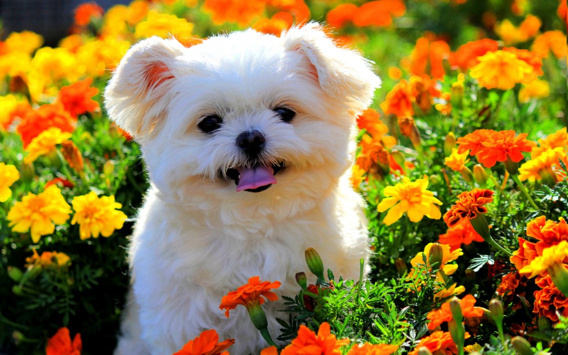 Download Wallpaper A white puppy with fluffy fur between orange flowers