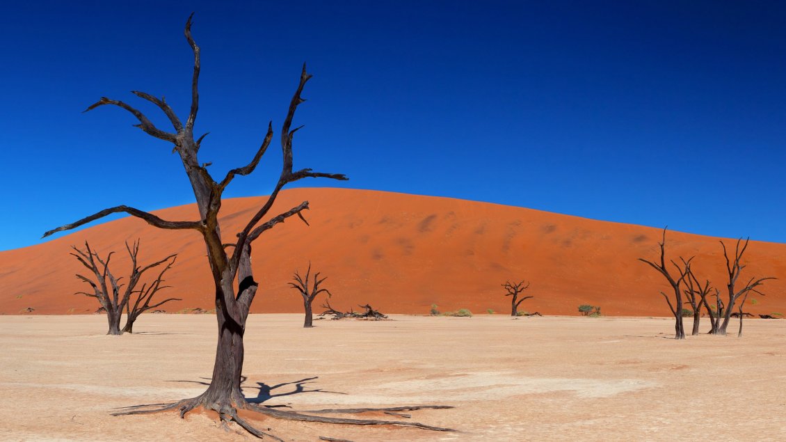 Download Wallpaper Dry trees in the sand of desert - Blue sky