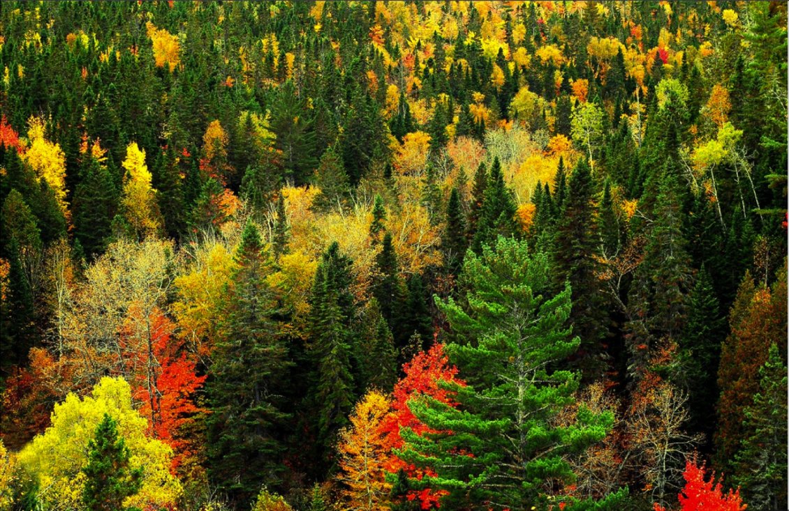 Download Wallpaper Green and yellow trees in the forest