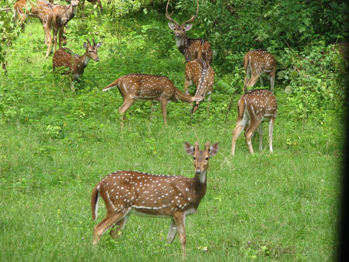 Download Wallpaper Many deers in the forest - Animals in the forest