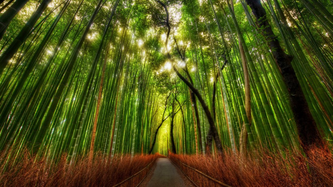 Download Wallpaper Green and red bamboo forest in the sunlight