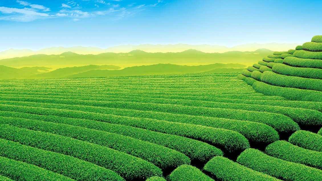 Download Wallpaper Garden tea - Striped green garden
