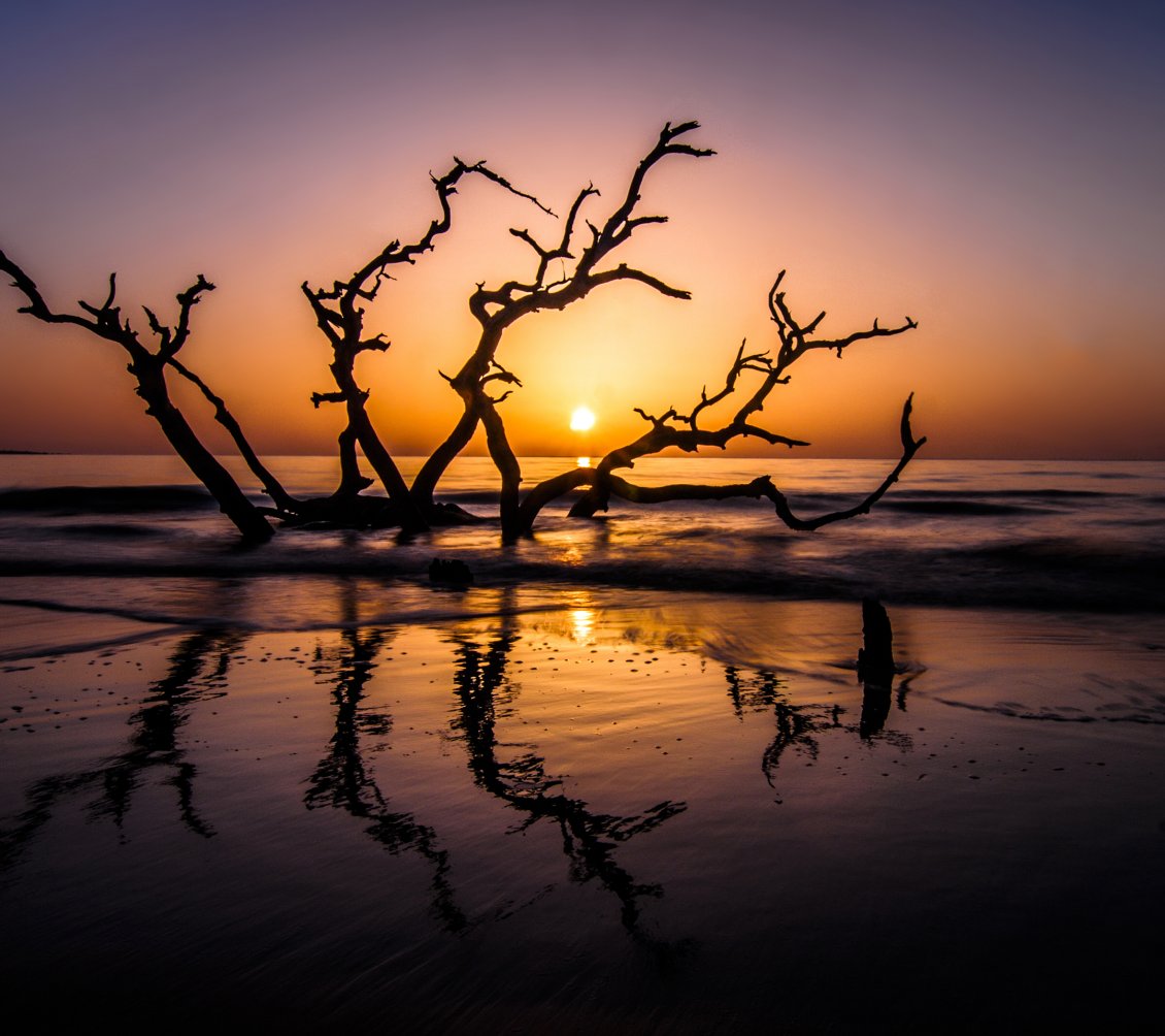 Download Wallpaper Branches in the waves water - Sunset over the sea