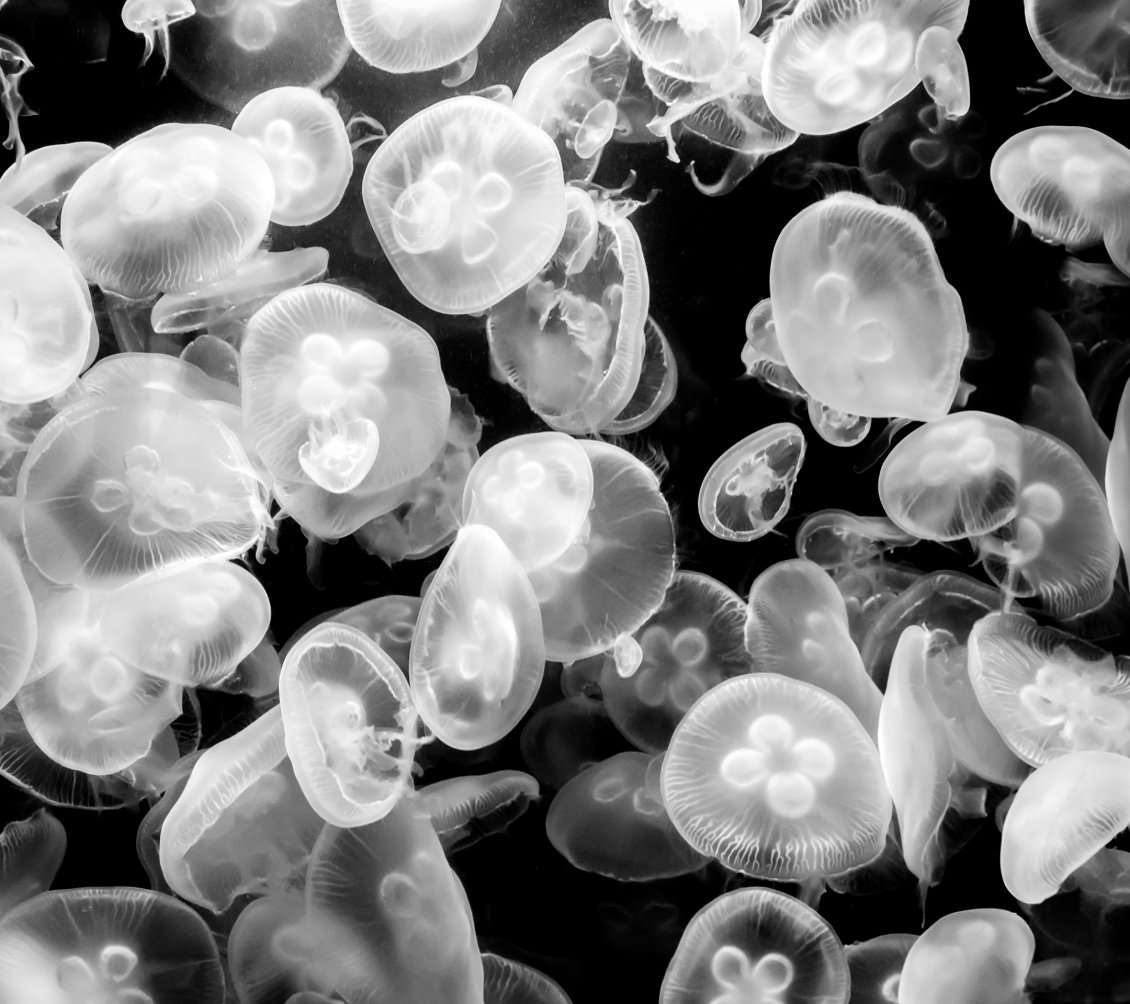 Download Wallpaper White and black wallpaper - Abstract jellyfish