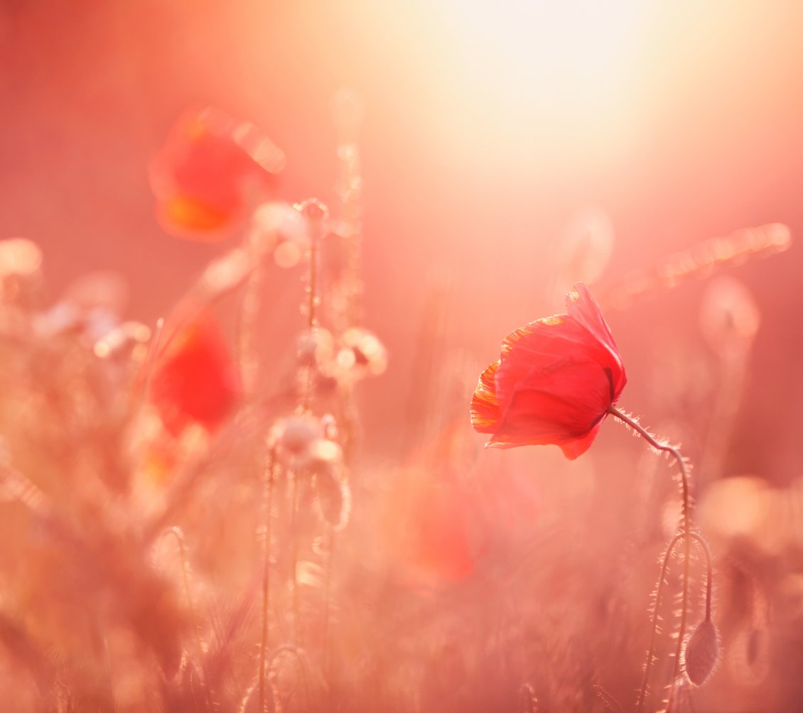 Download Wallpaper Red poppies in sunlight - Summer flower in field