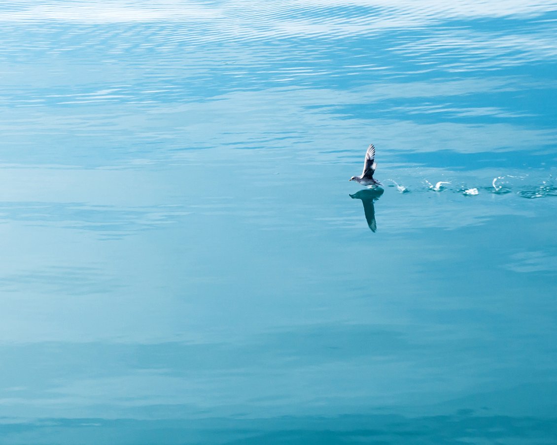 Download Wallpaper A sweet bird running on the blue water