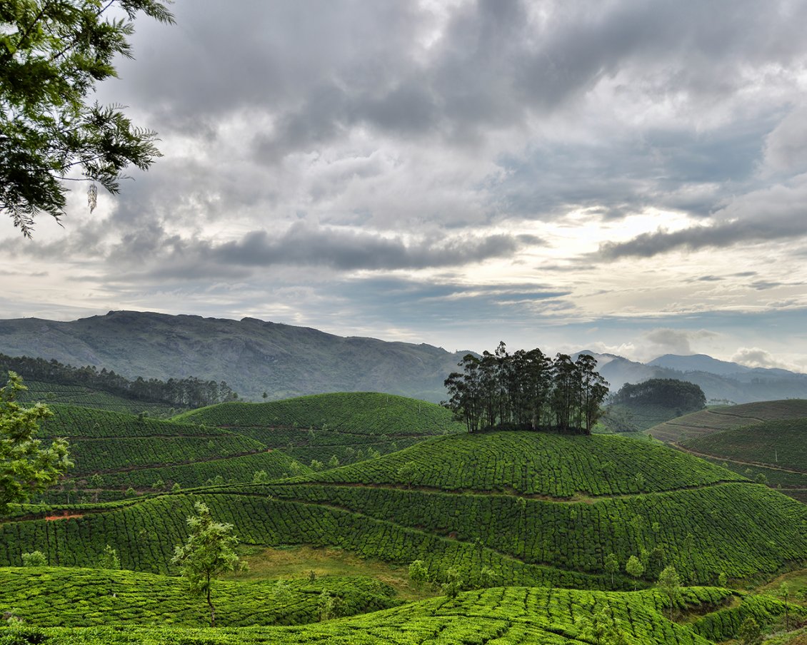 Download Wallpaper Green tea garden obscured by gray clouds