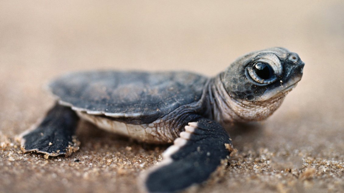 Download Wallpaper A baby turtle on the gravel in a HD wallpaper