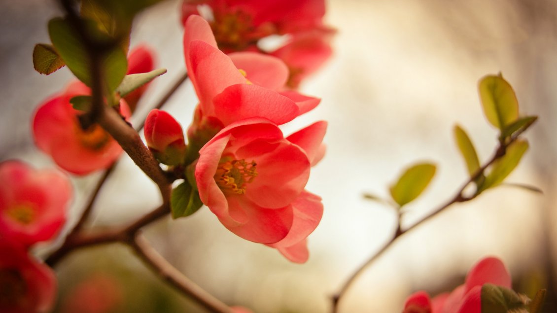 Download Wallpaper Beautiful red spring flowers in the trees