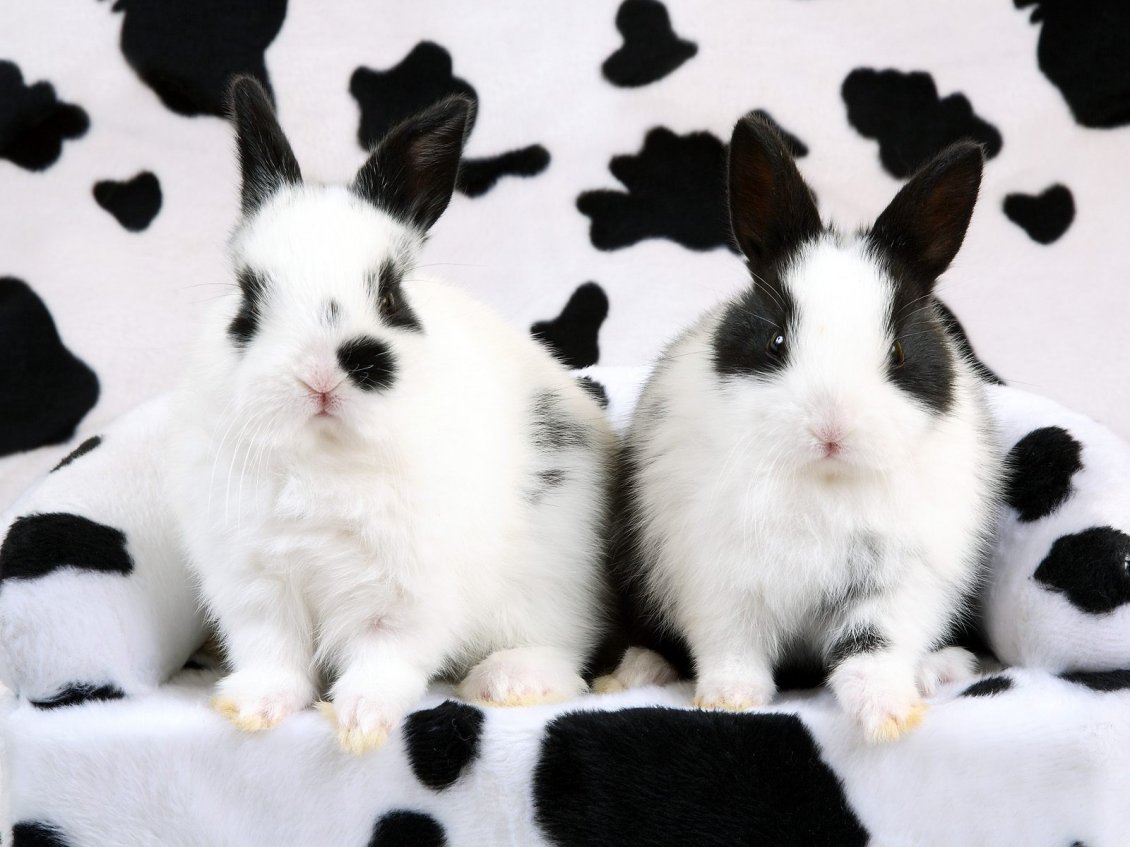 Download Wallpaper White and black rabbits - Spotted rabbits