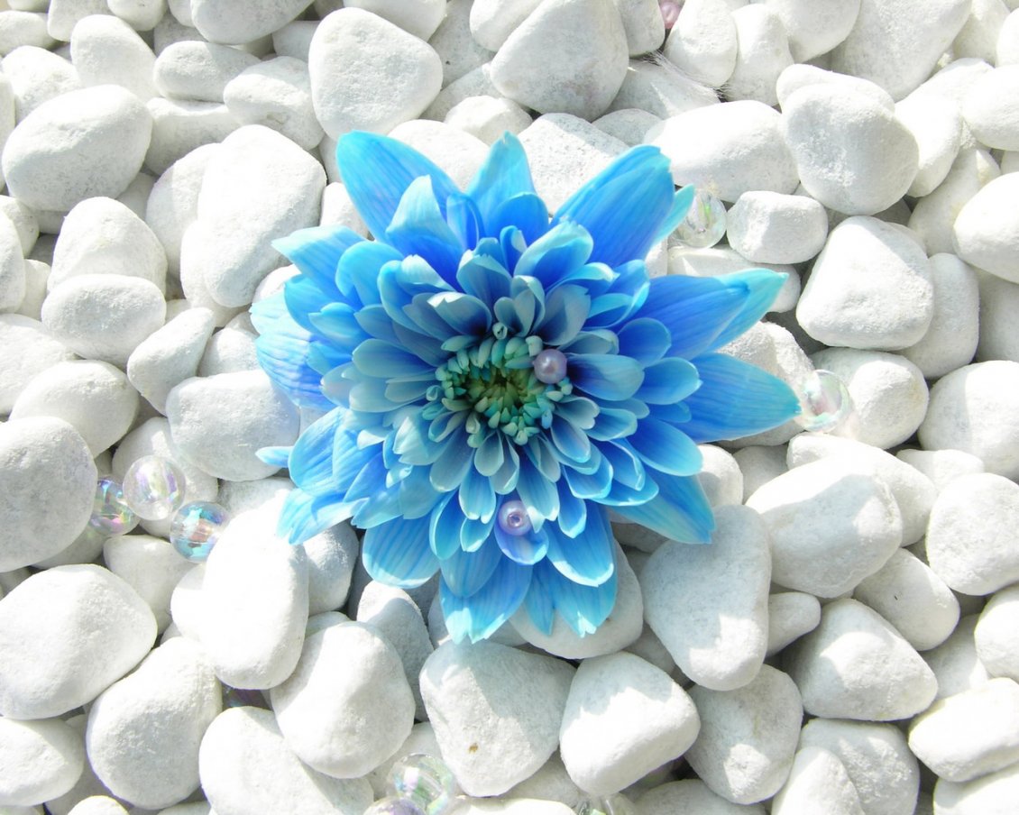 Download Wallpaper Blue flower on the many white stones
