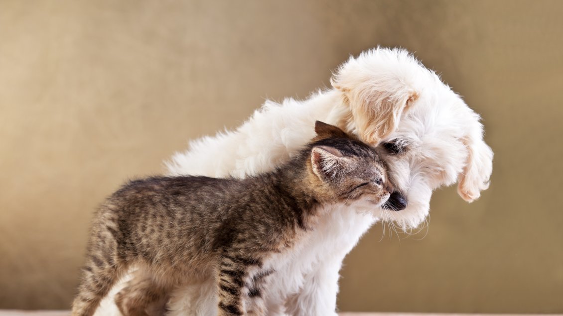 Download Wallpaper Kiss between cute kitten and white puppy